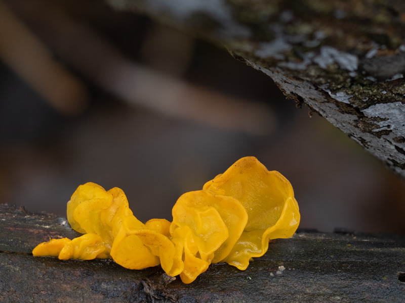 Tremella mesenterica